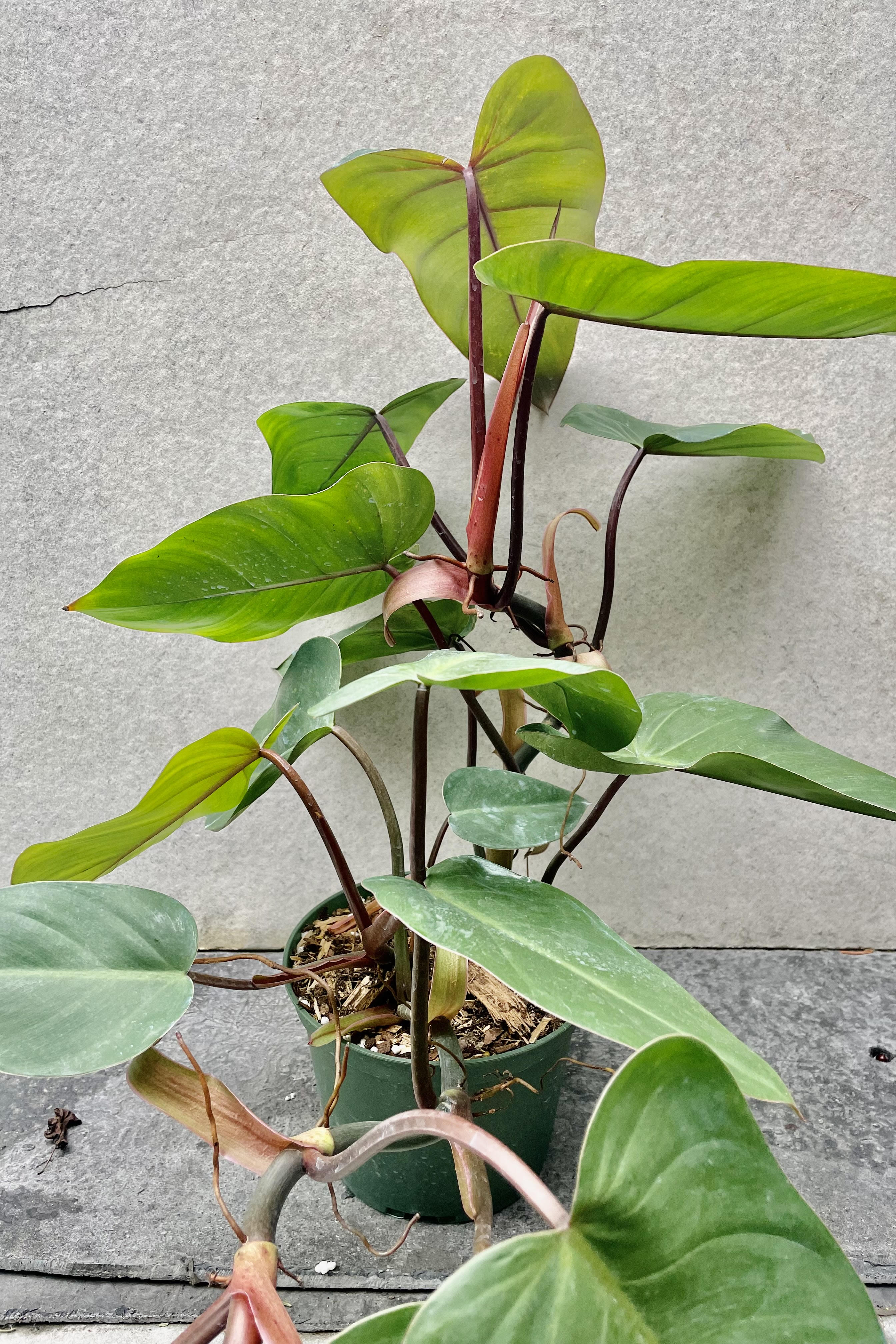 The Philodendron erubescens 'Red Emerald' sits against a grey backdrop in a 6 inch growers pot.