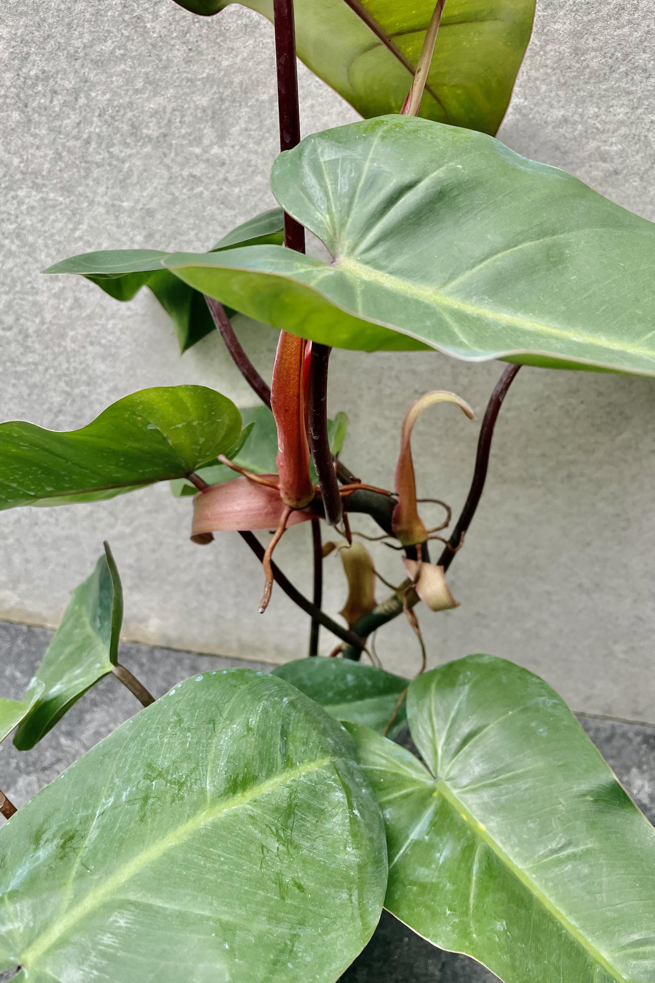 A detailed look at the Philodendron erubescens 'Red Emerald'