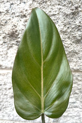 A detailed view of the leaf of Philodendron 'Summer Glory' 4" against concrete backdrop
