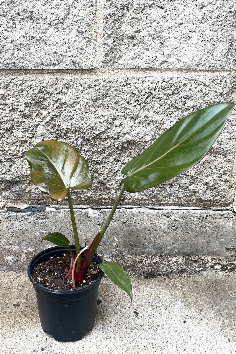 A full view of Philodendron 'Summer Glory' 4" in grow pot against concrete backdrop