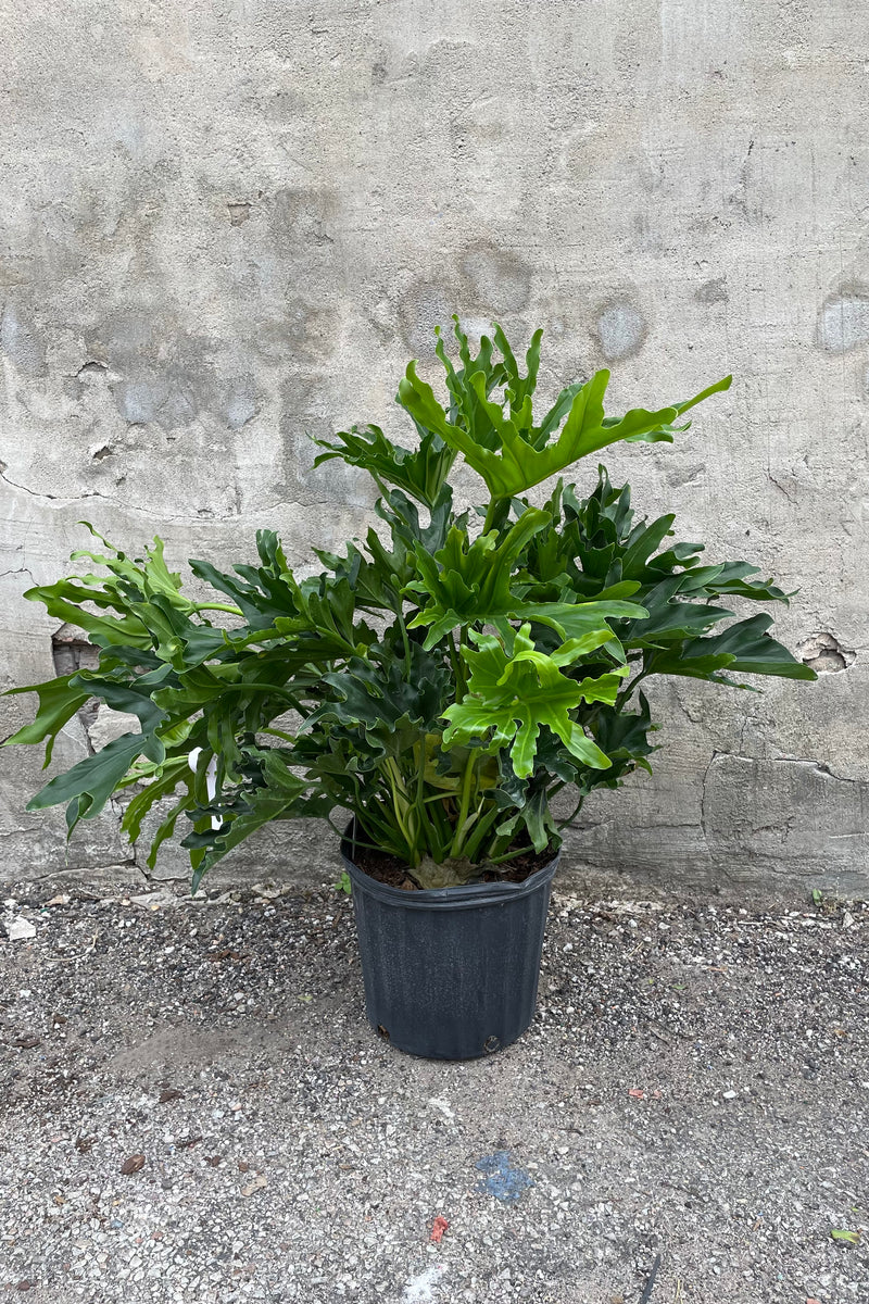 Philodendron sellout 'Lickity Split' in a 10" growers pot against a grey wall. 