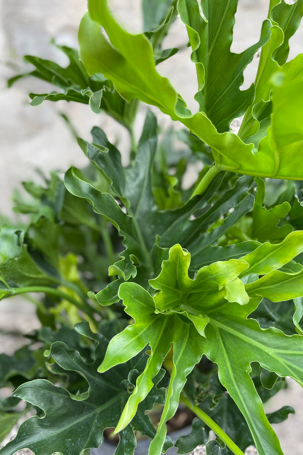 Philodendron selloum 'Lickity Split' detail picture of their leaves. 