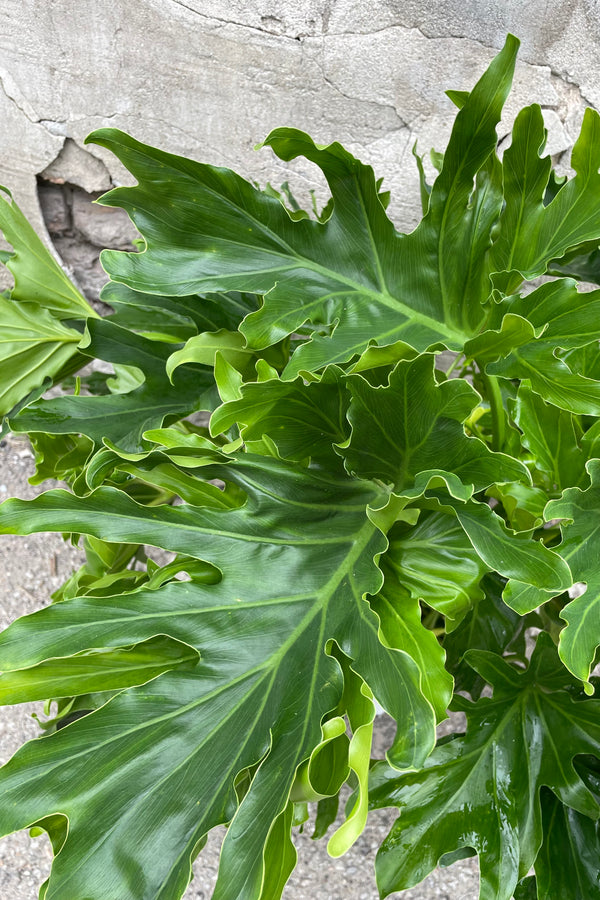 A detailed view of Thaumatophyllum 'Lickity Split' 8" against concrete backdrop