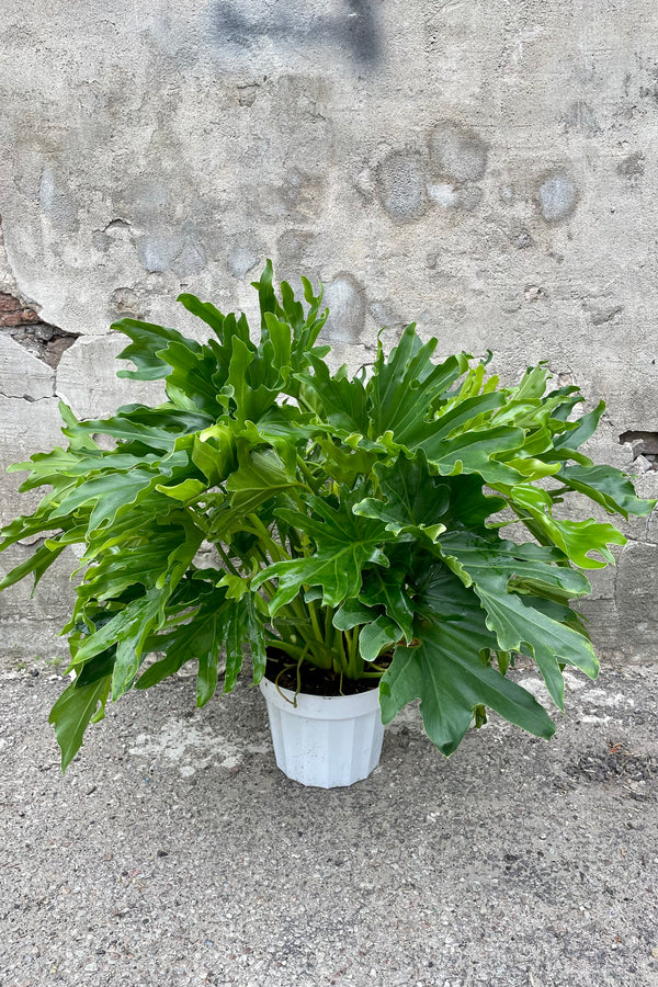 A full view of Thaumatophyllum 'Lickity Split' 8" in grow pot against concrete backdrop