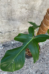Close up of Philodendron squamiferum leaf