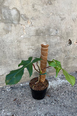 Philodendron squamiferum in grow pot with moss pole in front of concrete wall