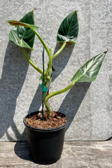 Photo of Philodendron stem and leaves in black pot against gray wall