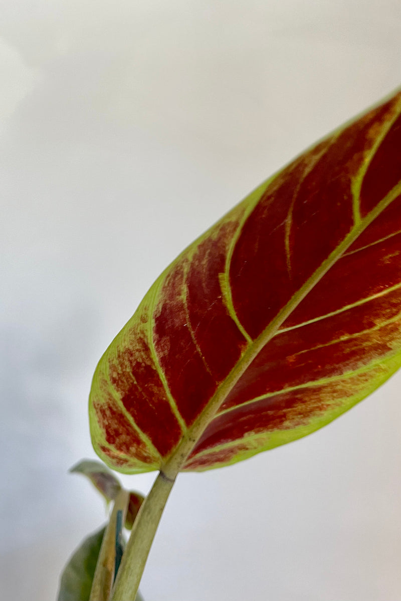 Close photo of red underside of leaves of Philodendron