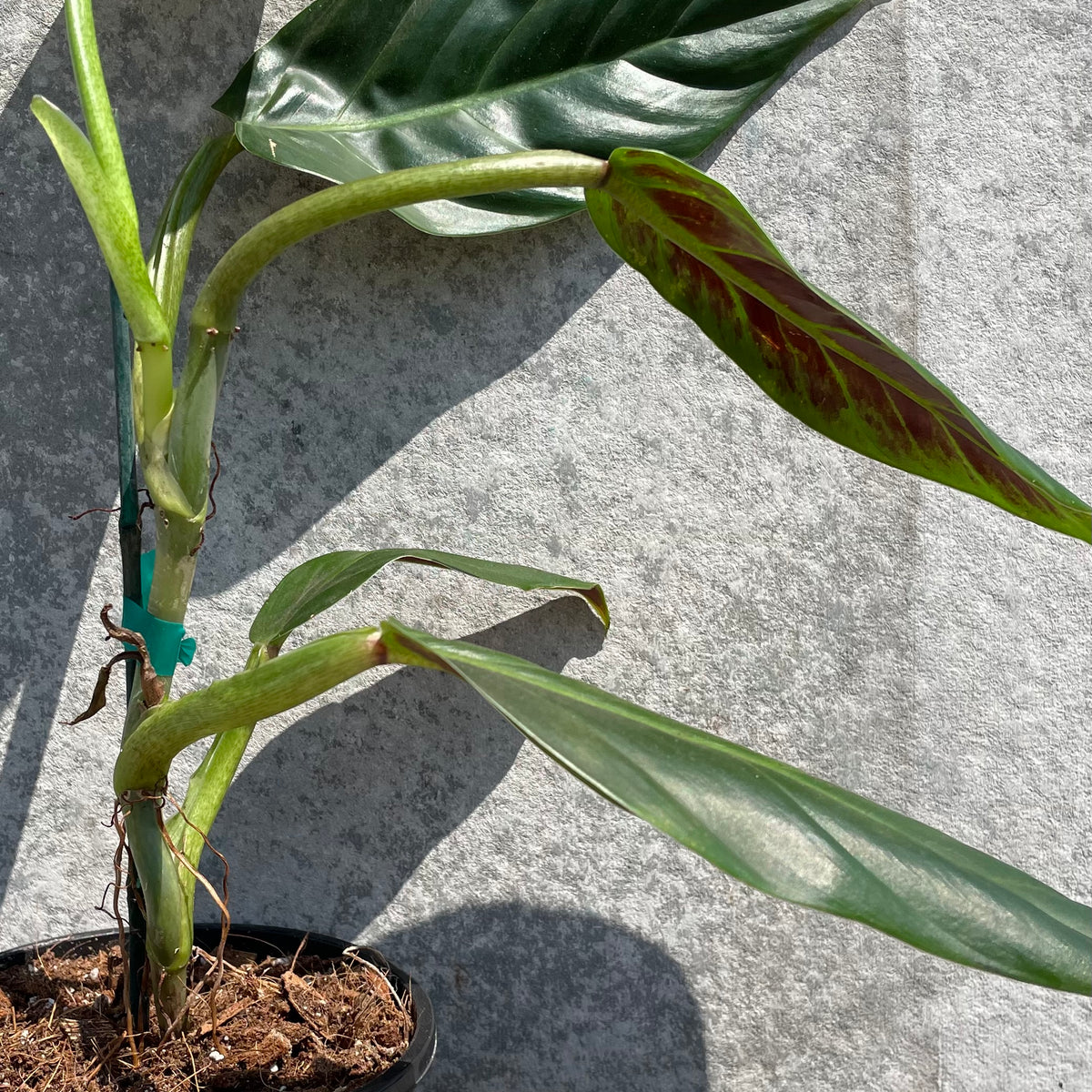 philodendron subhastatum mature Philodendron subhastatum 5"