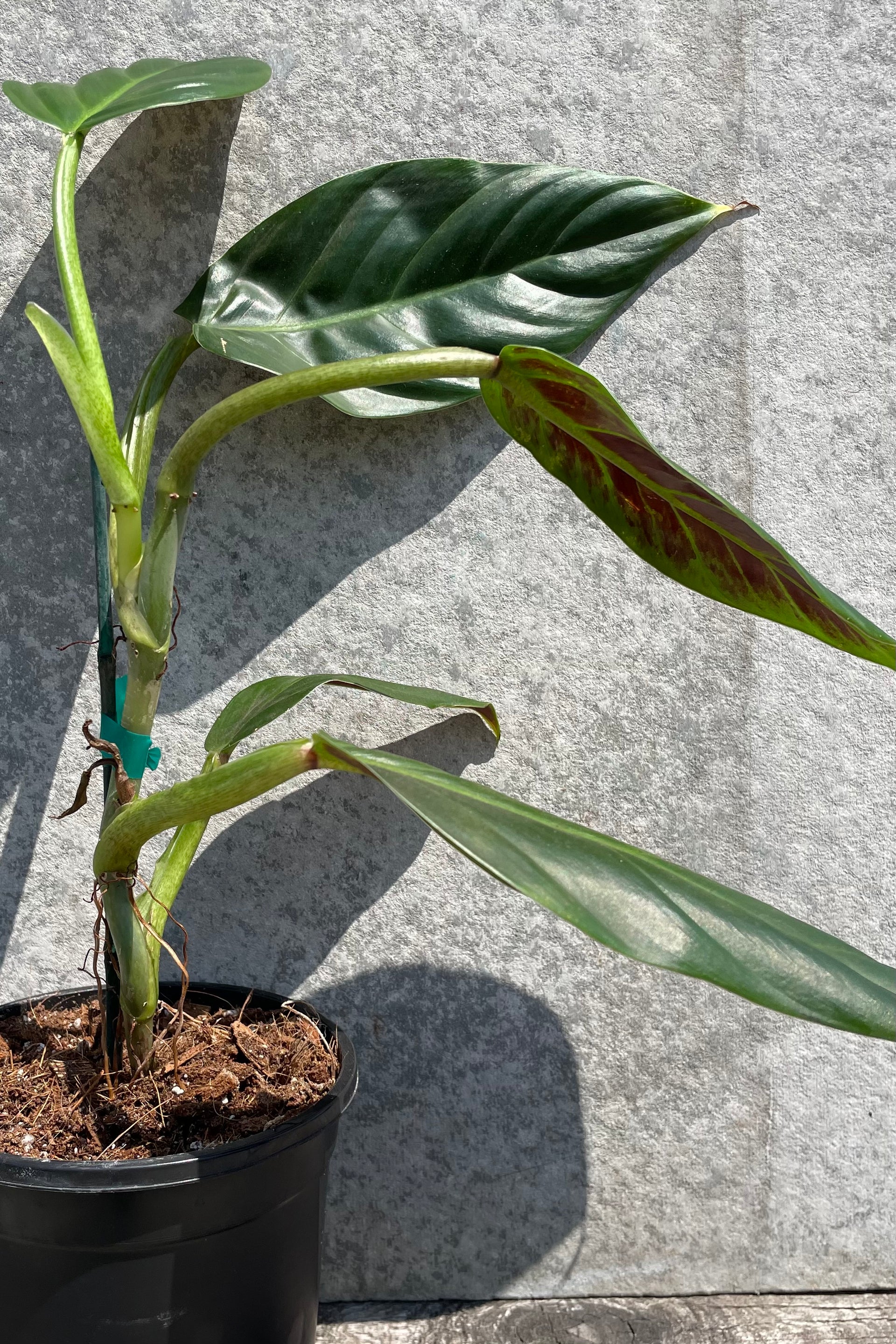 Philodendron subhastatum 5"