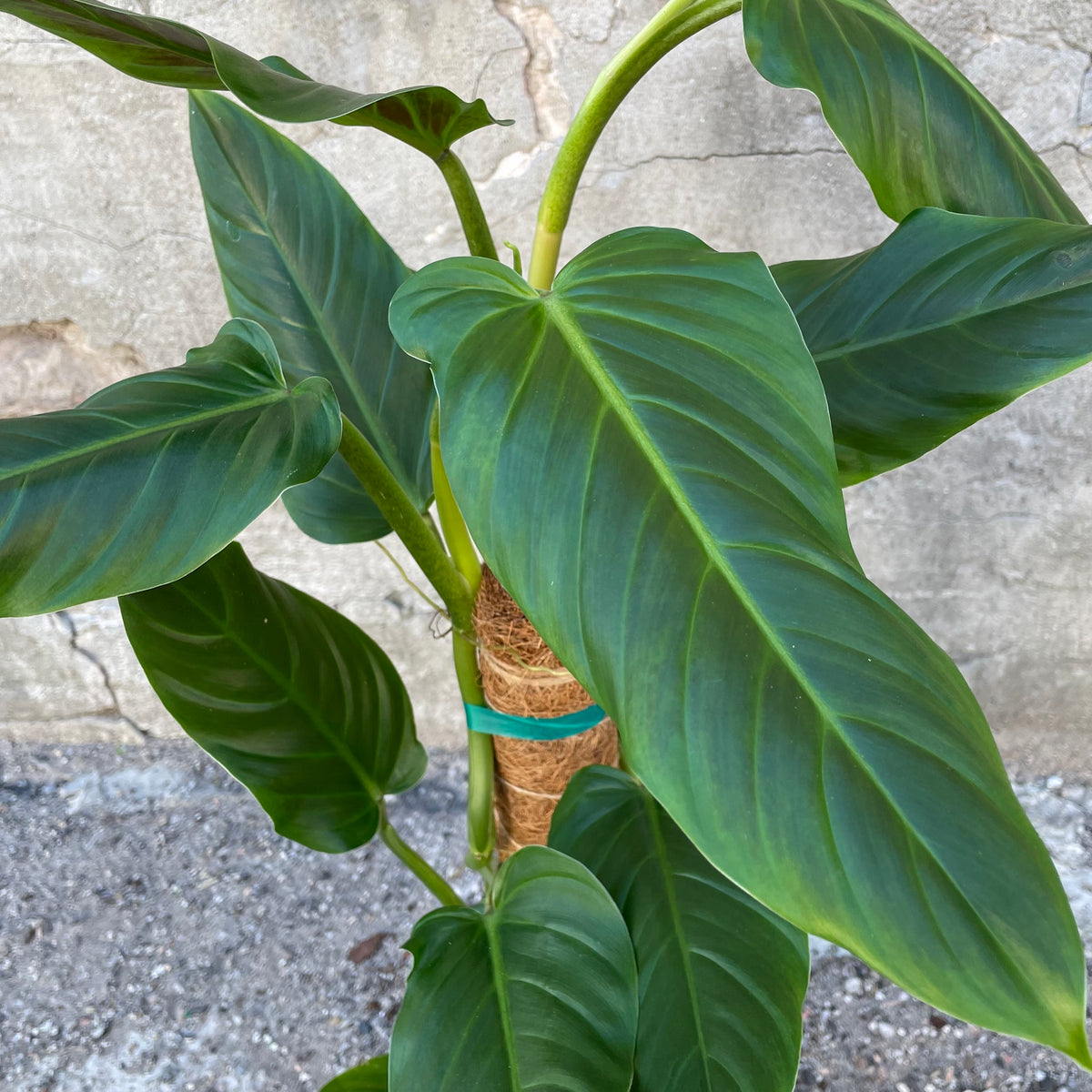 philodendron sujitha Philodendron subhastatum 6.5"