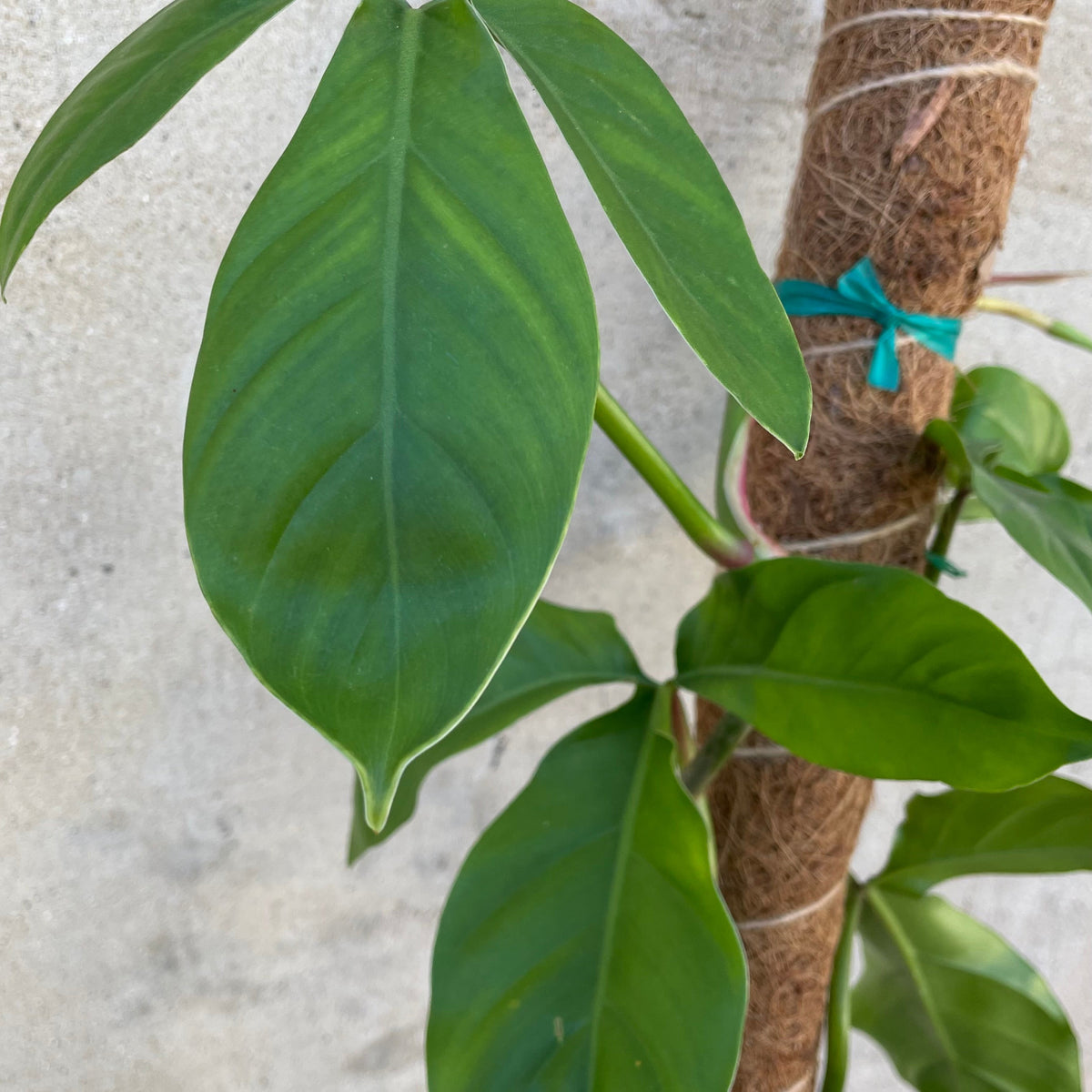 philodendron tripartitum juvenile Philodendron tortum 6" at SPROUT HOME