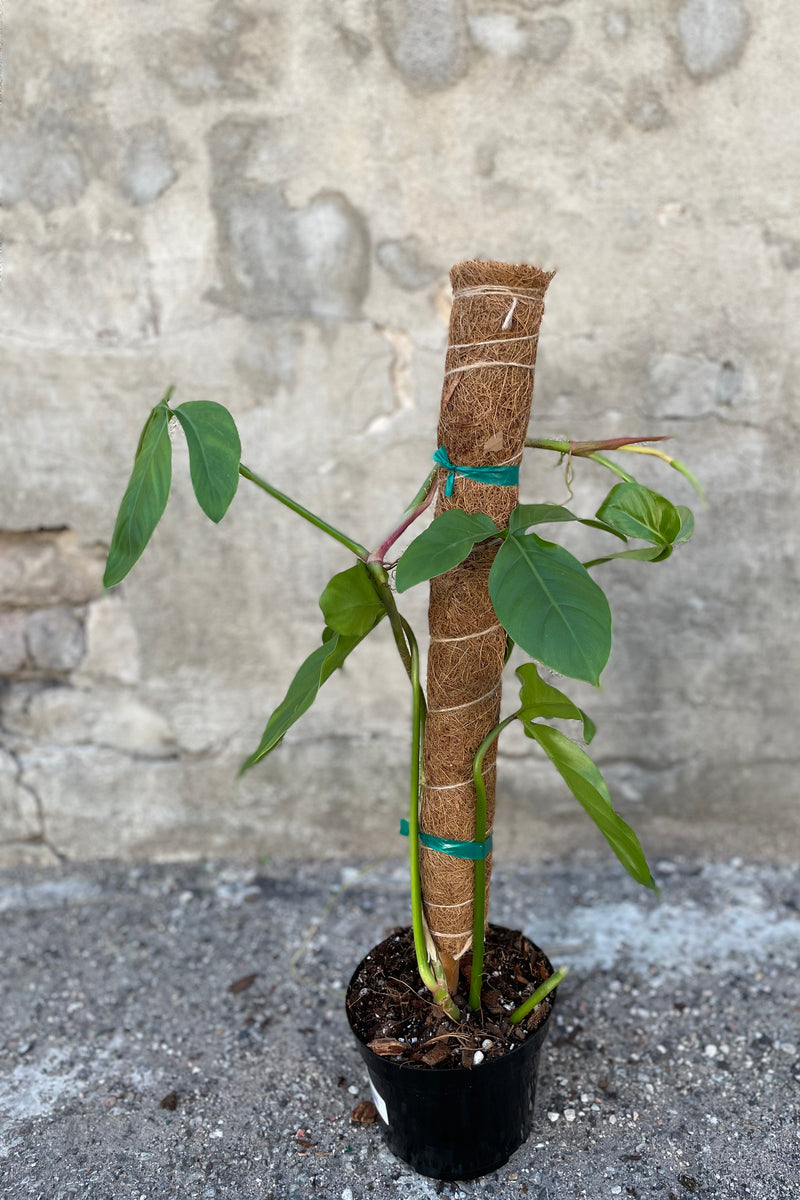 Philodendron tripartitum climbing up moss pole in grow pot in front of concrete wall