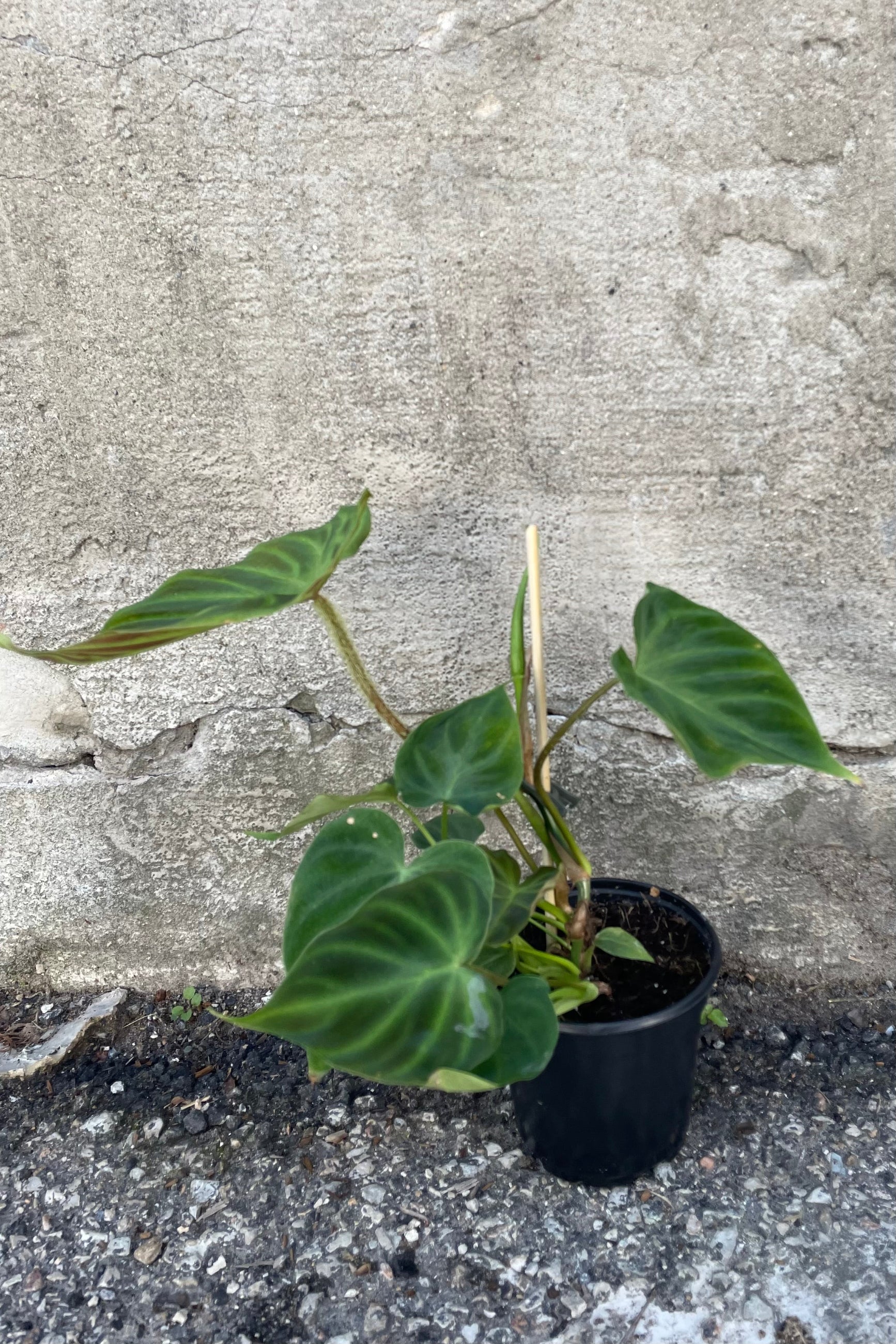 A full view of Philodendron verrucousum 4" in a grow pot against a concrete backdrop ©Sprout Home