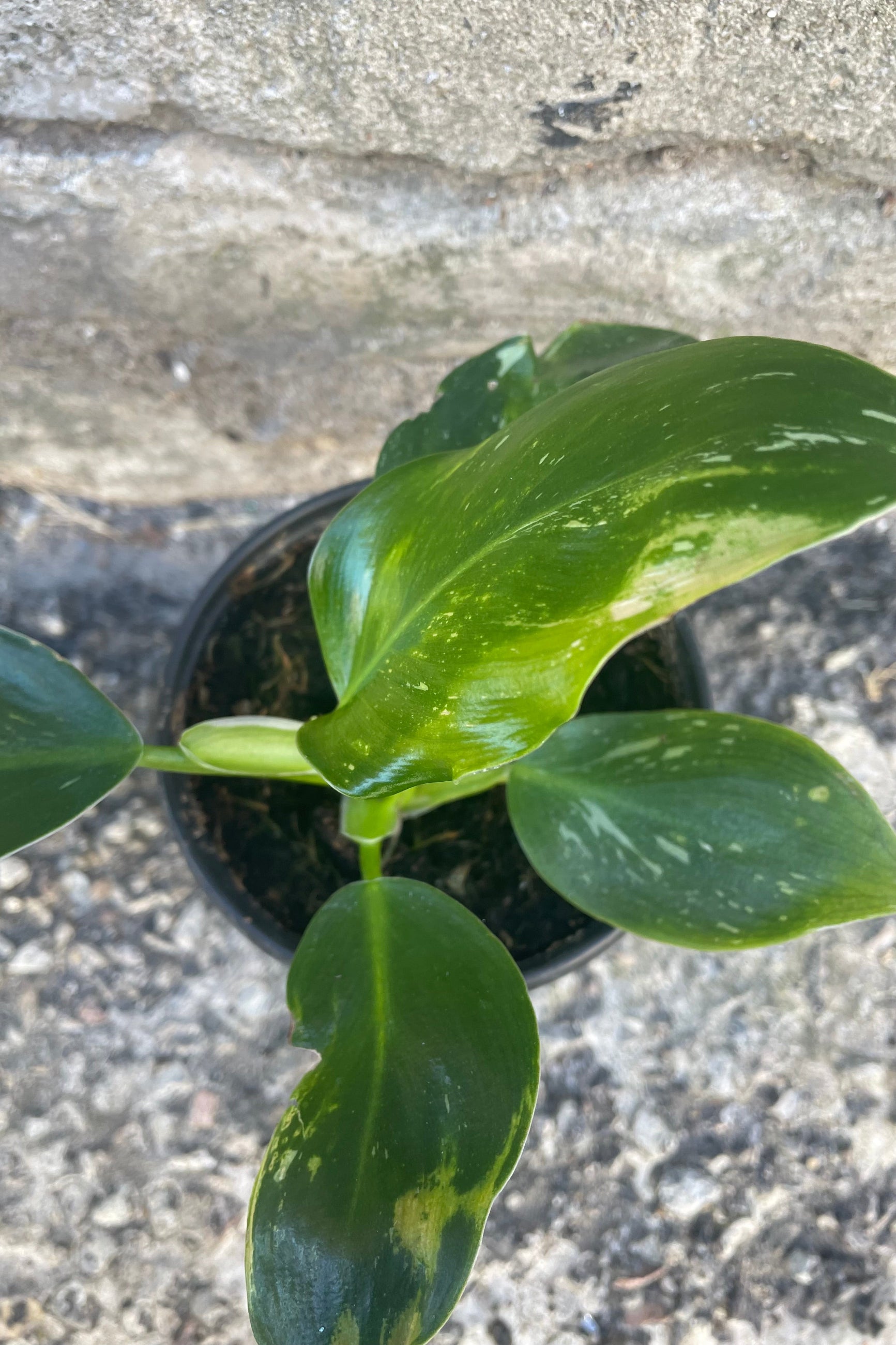 An overhead detailed view of Philodendron 'White Wizard' 4" against a concrete backdrop ©Sprout Home
