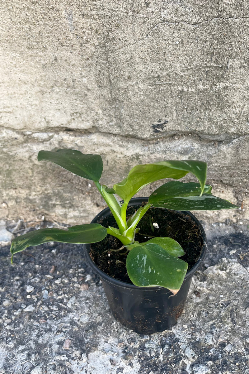 An full view of Philodendron 'White Wizard' 4" against a concrete backdrop