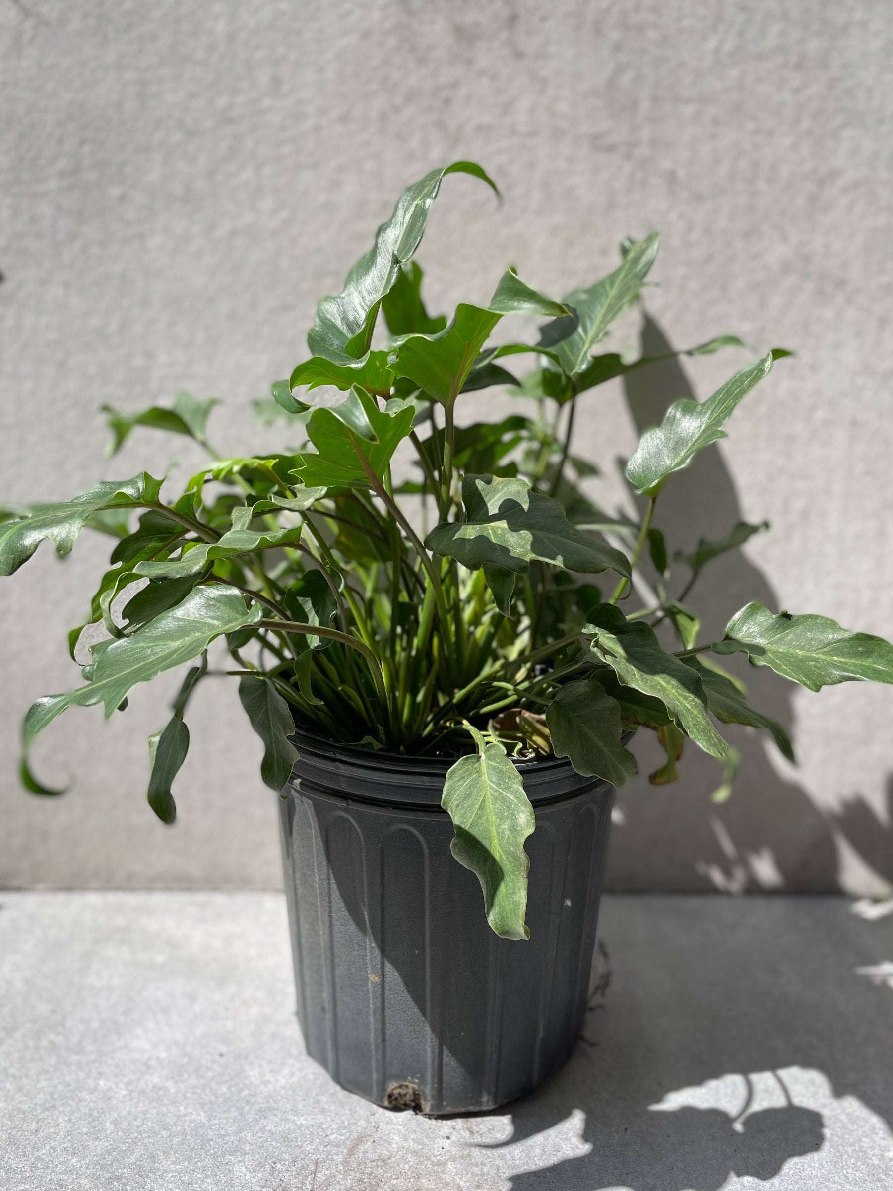 A potted Thaumatophyllum 'Xanadu' plant with long, narrow, green, serrated leaves growing out of a black pot placed on a concrete surface with part shade conditions. ©Sprout Home