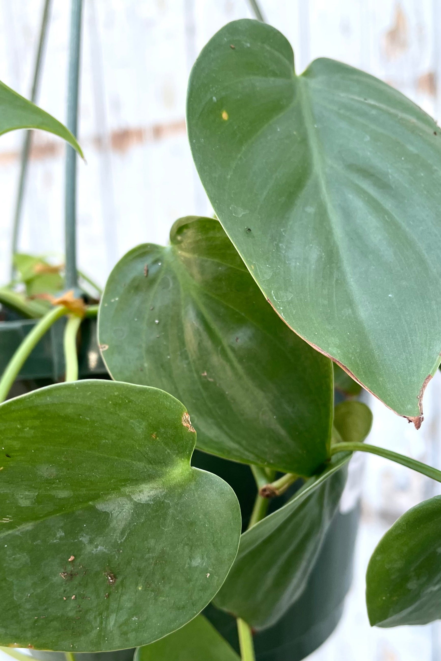 A detailed view of Philodendron cordatum 8" against wooden backdrop ©Sprout Home
