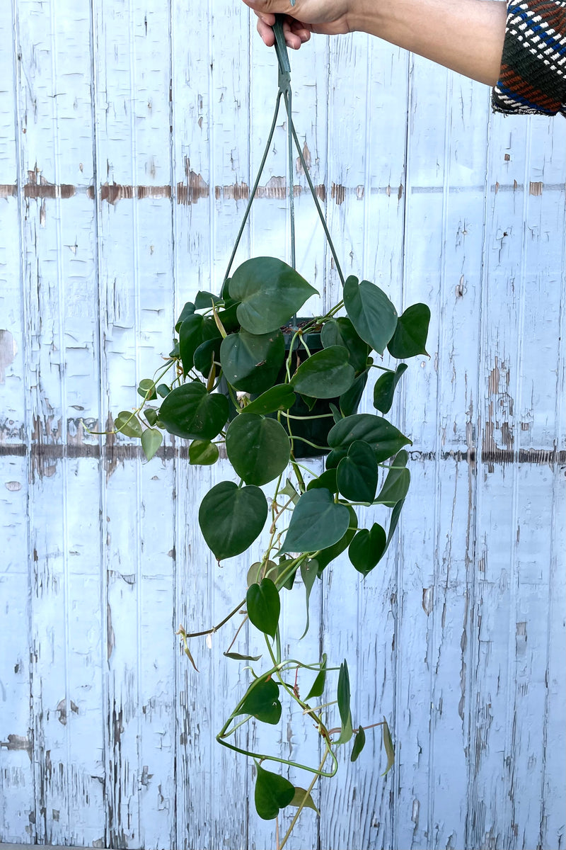 A full view of hanging Philodendron cordatum 8" in grow pot against wooden backdrop