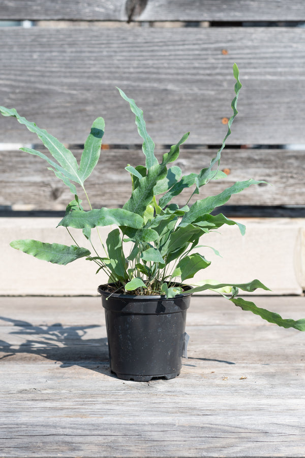 Polypodium aureum in small grow pot in front of grey wood background