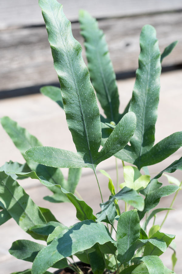 Close up of Polypodium aureum leaves