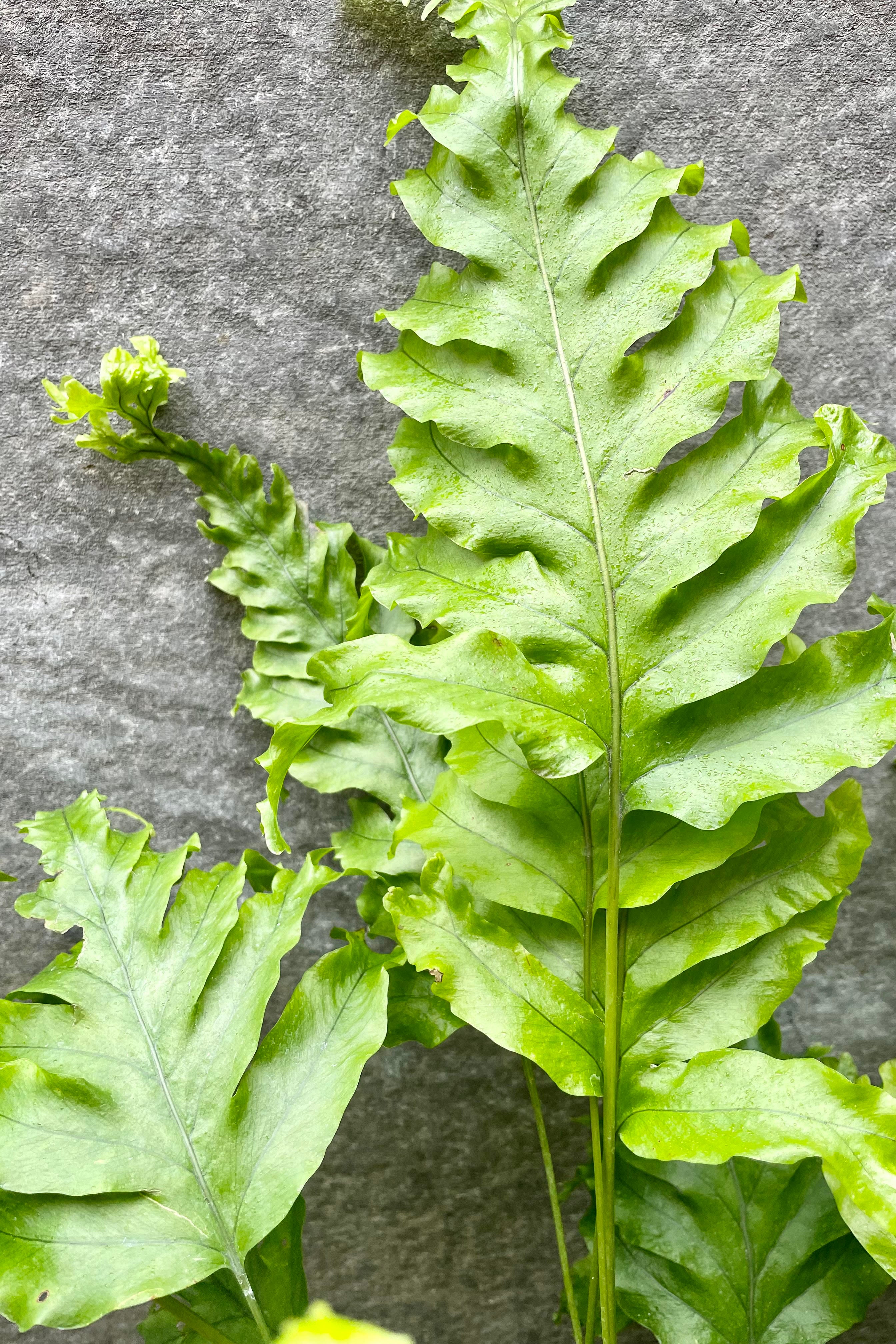 A detailed glimpse of the  Phlebosia 'Nicolas Diamond' foliage.