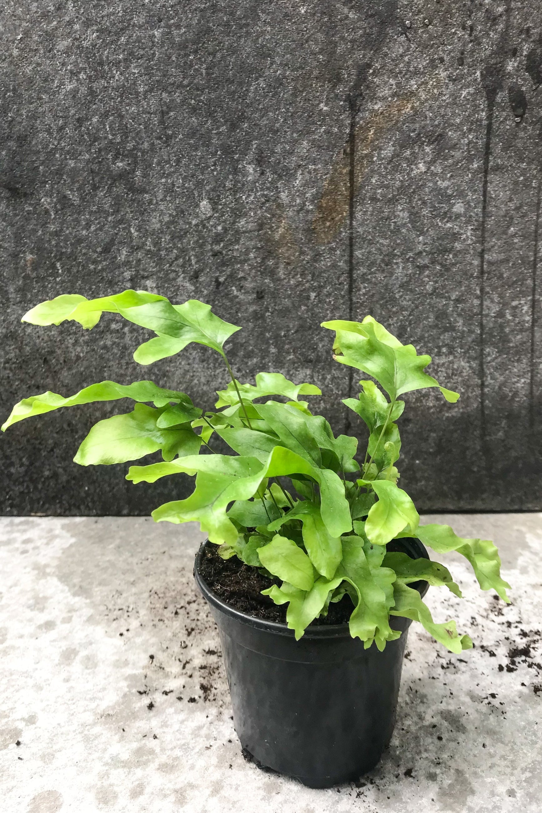 Nicolas Diamond Phlebosia plant in a 4" grower pot against a dark gray concrete wall ©Sprout Home