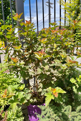 PHysocarpus 'Amber Jubilee' in a #5 pot the end of July showing its various colored leaves surrounded by other plants at Sprout Home.