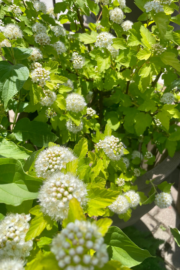 The Physocarpus 'Podaras Lemon Candy' shrub in full bloom the end of May showing the clusters of white flowers almost looking like pom pots at Sprout Home.