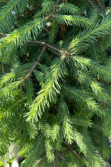 A detail picture of the soft green needles of the Piece abies tree towards the end of June at Sprout Home.