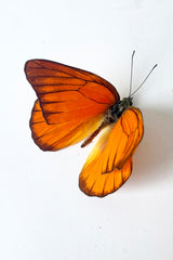 An overhead view of Appias nero against a white background
