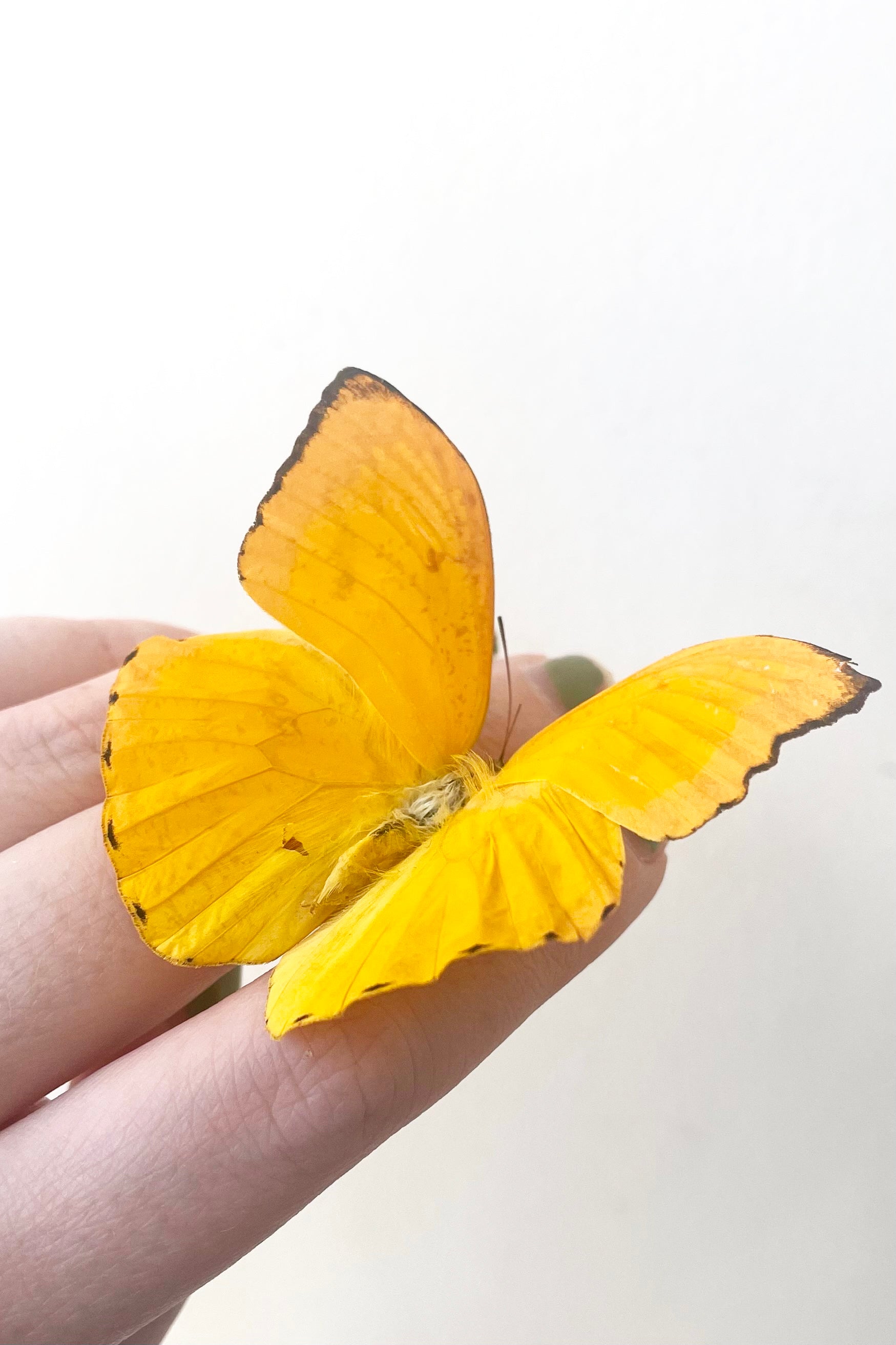 Phoebis argante sits on fingers against white backdrop