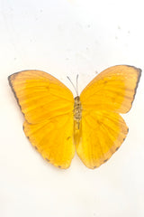 A full view of Phoebis argante with bright yellow petite wingsagainst white backdrop