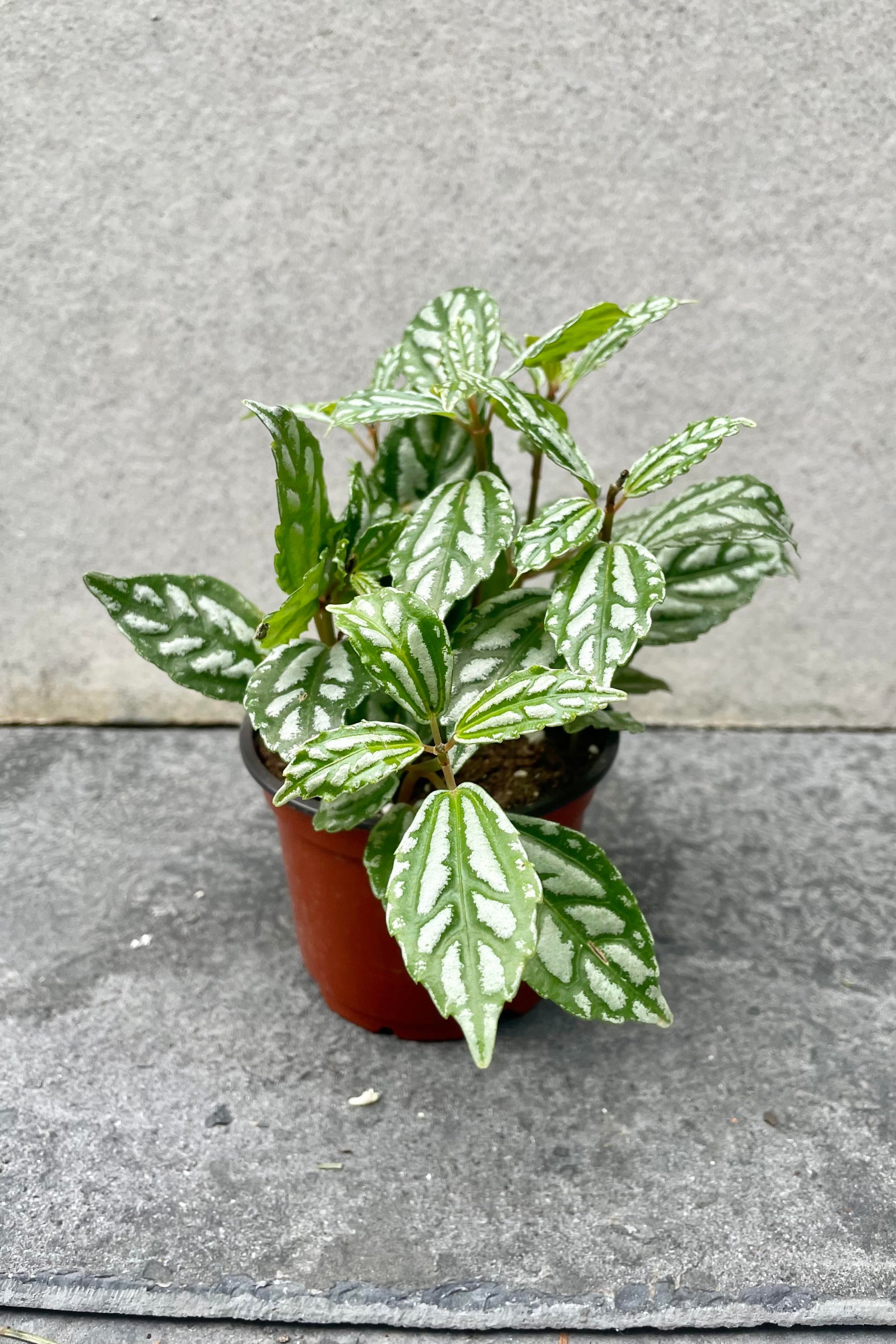 The Pilea cardierei 'Aluminum Plant' sits in a four inch growers pot against a grey backdrop. ©Sprout Home
