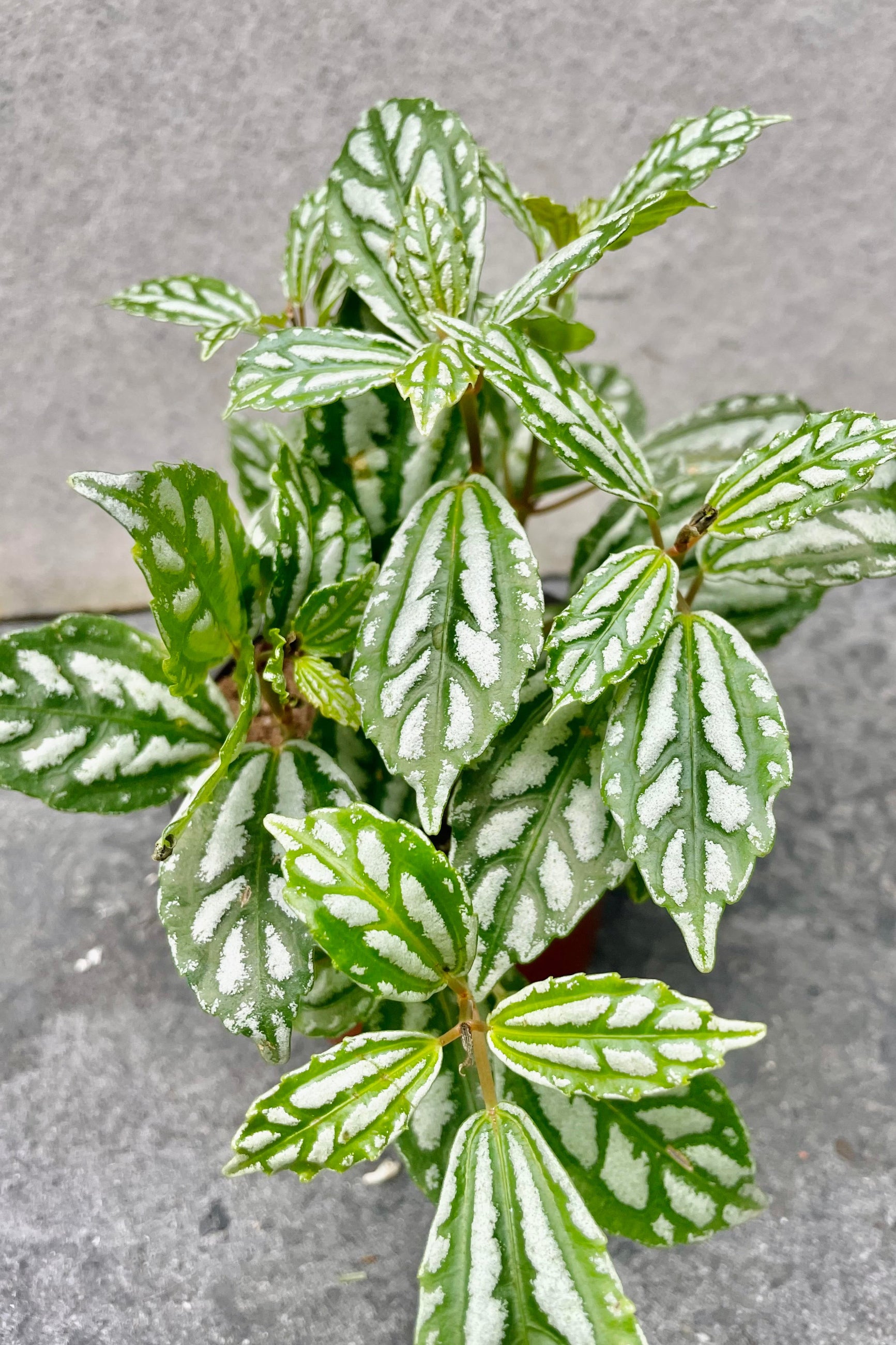 A detailed look at the Pilea cadierei 'Aluminum Plant' ©Sprout Home