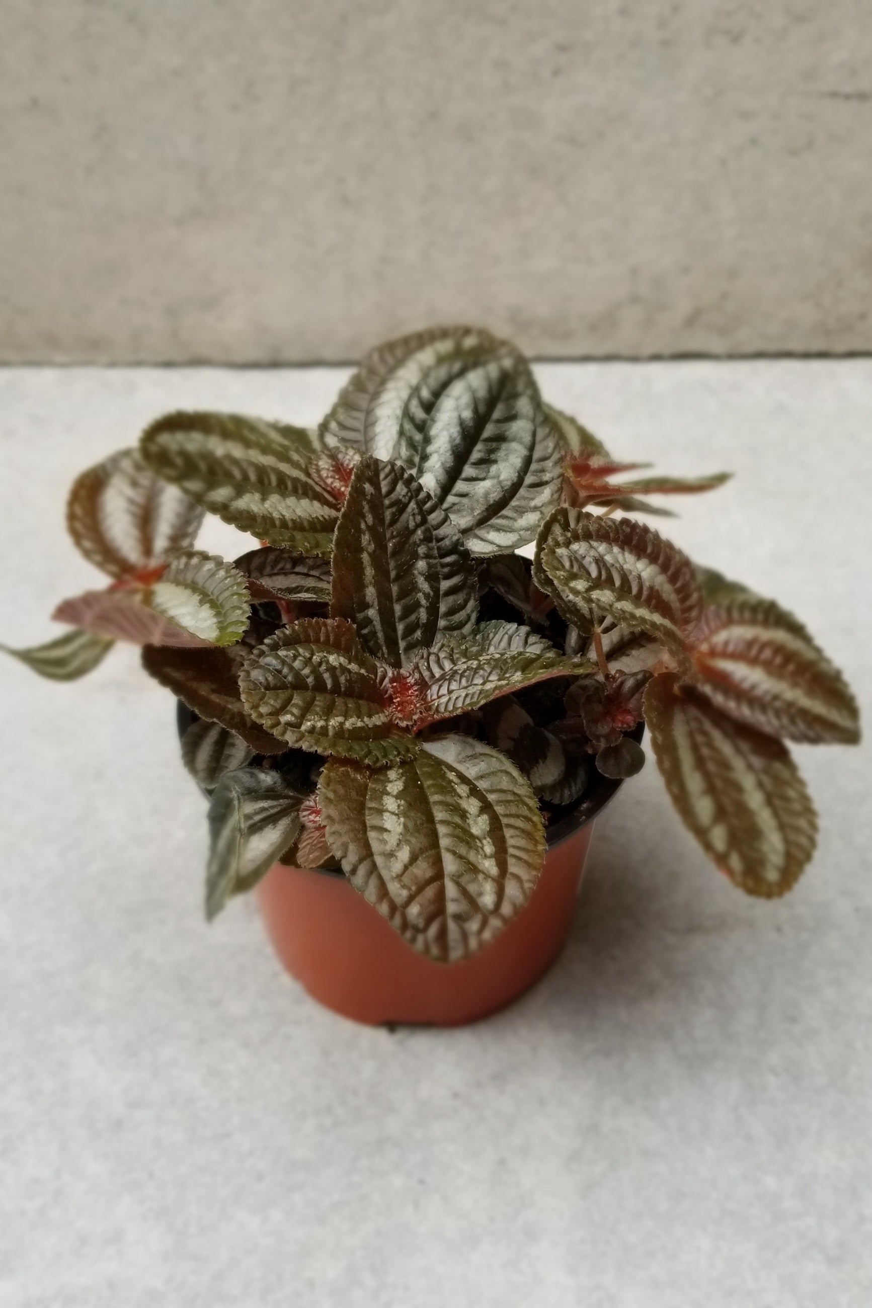 Pilea "Pan Am" with its dark leaves against a grey wall.  ©Sprout Home