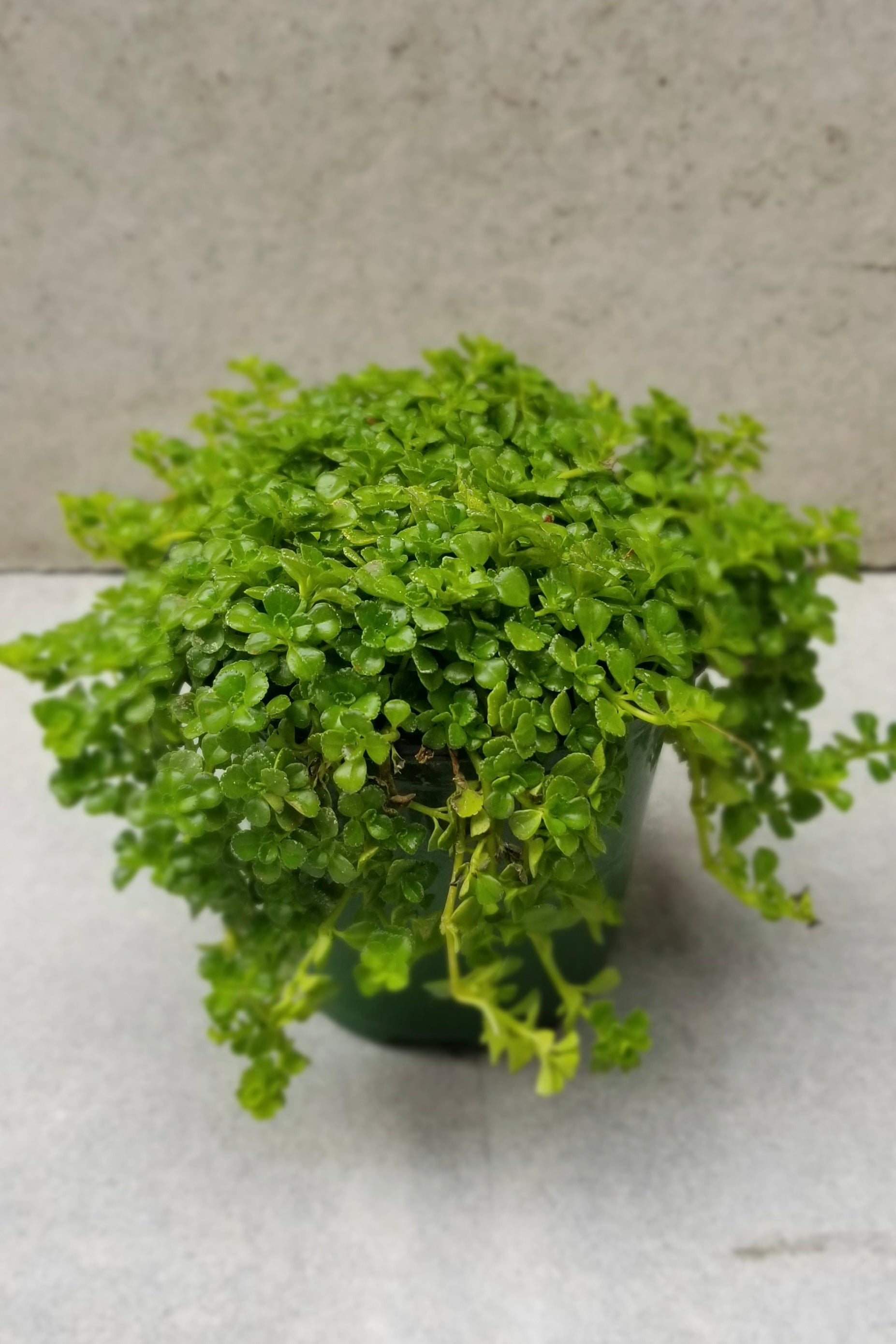 Pilea depressa in a four inch growers pot overfilling the pot.e