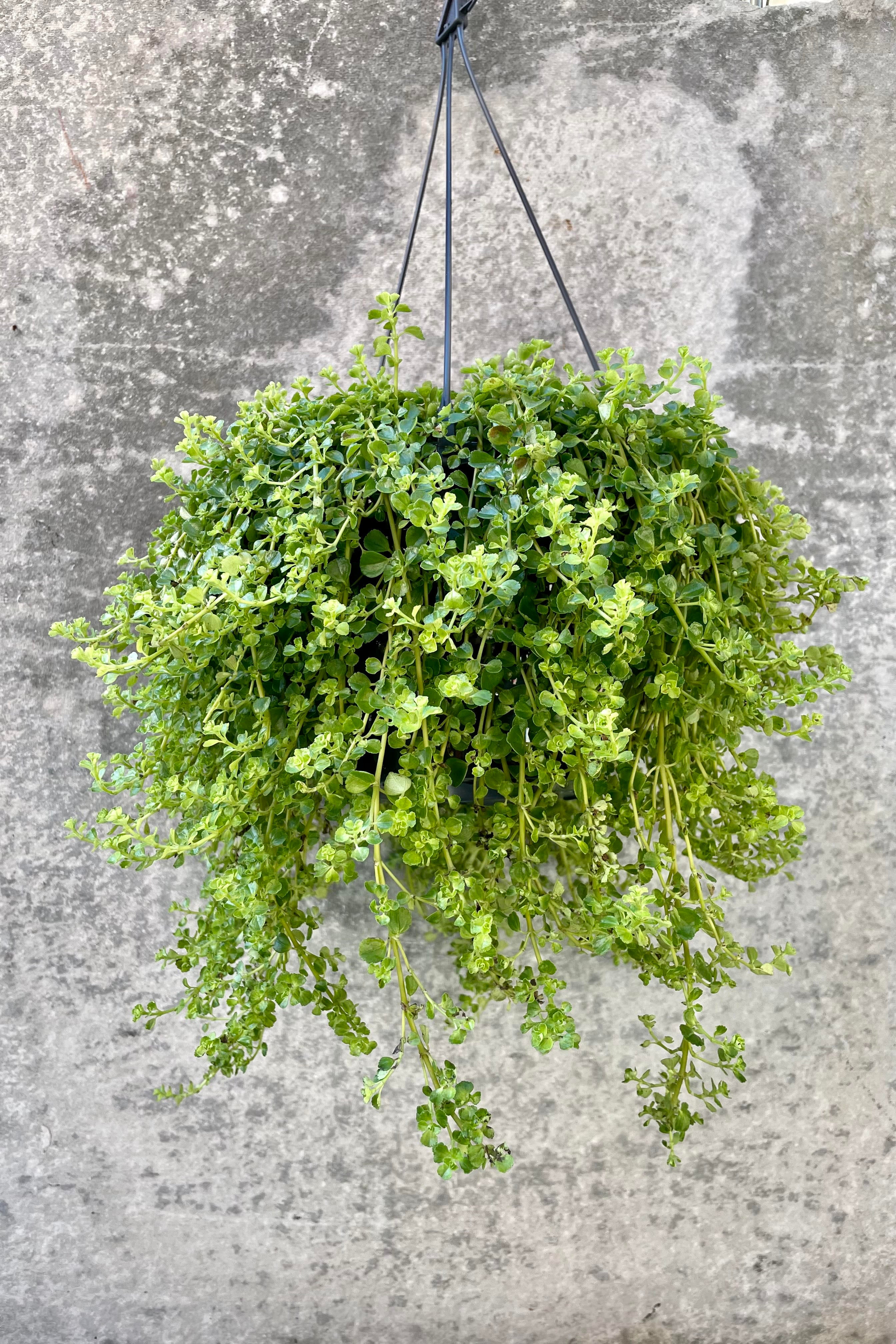 The Pilea depressa sits elegantly in its 8 inch growers pot.
