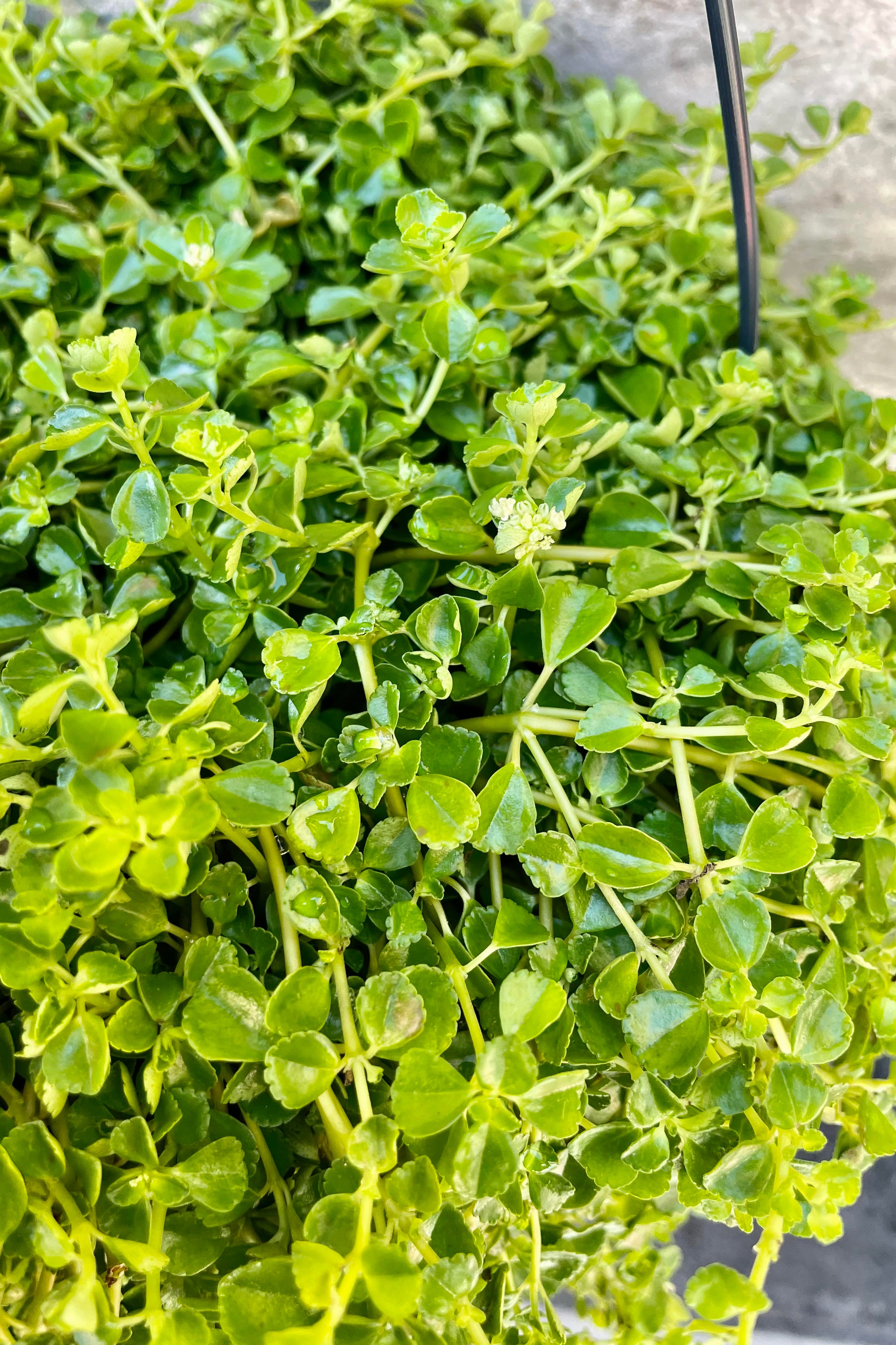 A detailed look at the small foliage of the Pilea depressa.