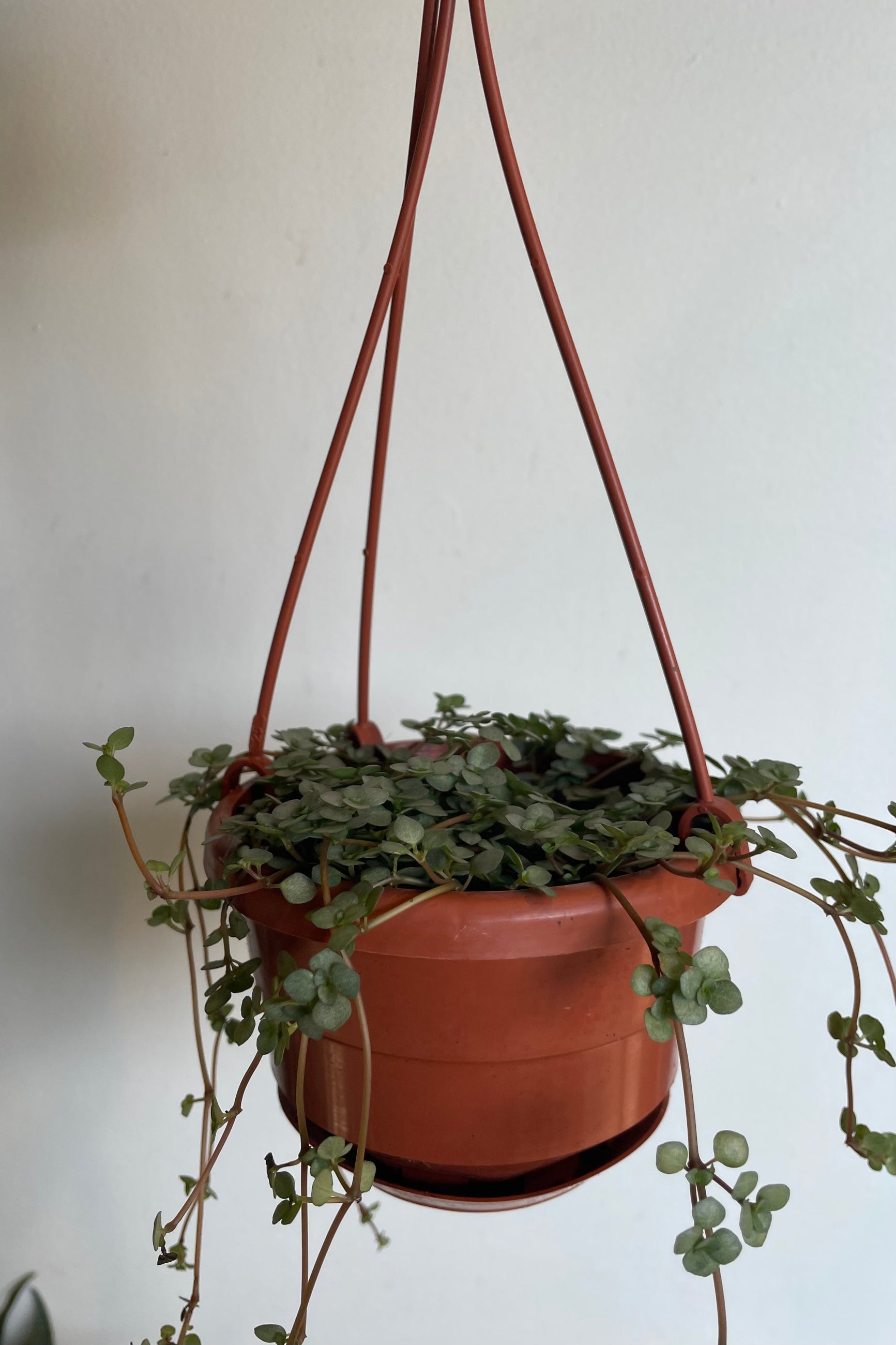 Photo of trailing stems of Pilea glauca in hanging pot against a white wall ©Sprout Home