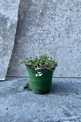 The Pilea glauca sits in a four inch pot against a grey backdrop.