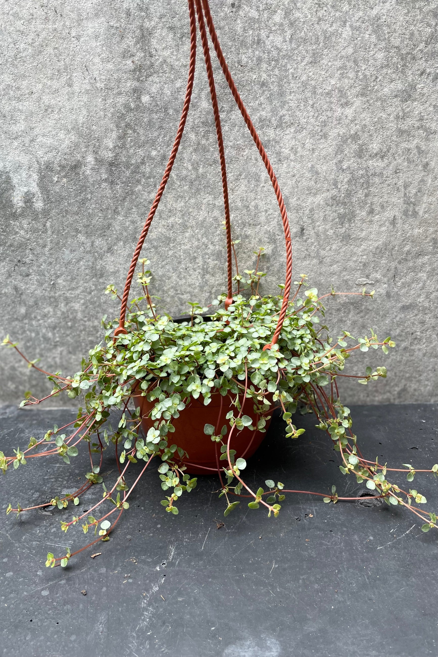 Pilea glauca in a 6" growers pot against a grey wall.  ©Sprout Home