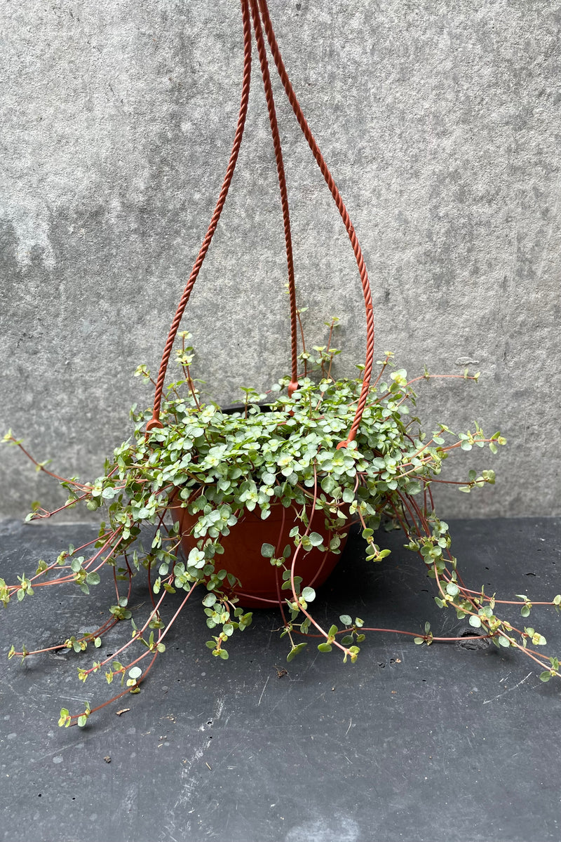 Pilea glauca in a 6" growers pot against a grey wall. 