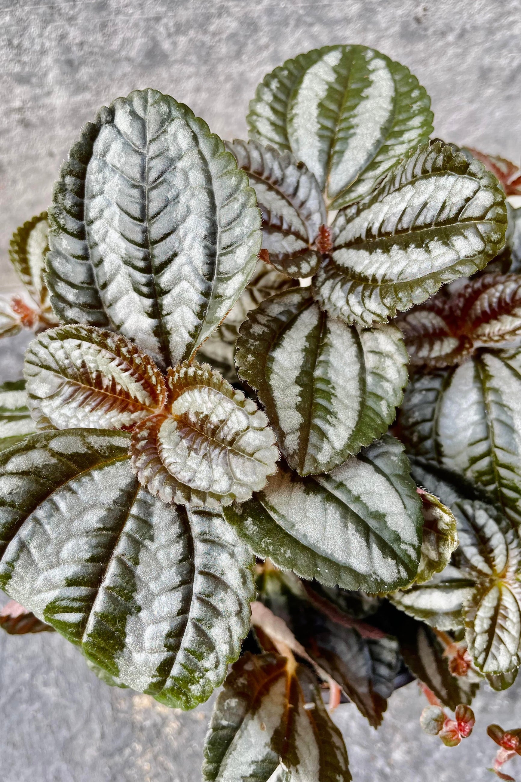 A detailed look at the Pilea involucrata "Friendship plant". ©Sprout Home
