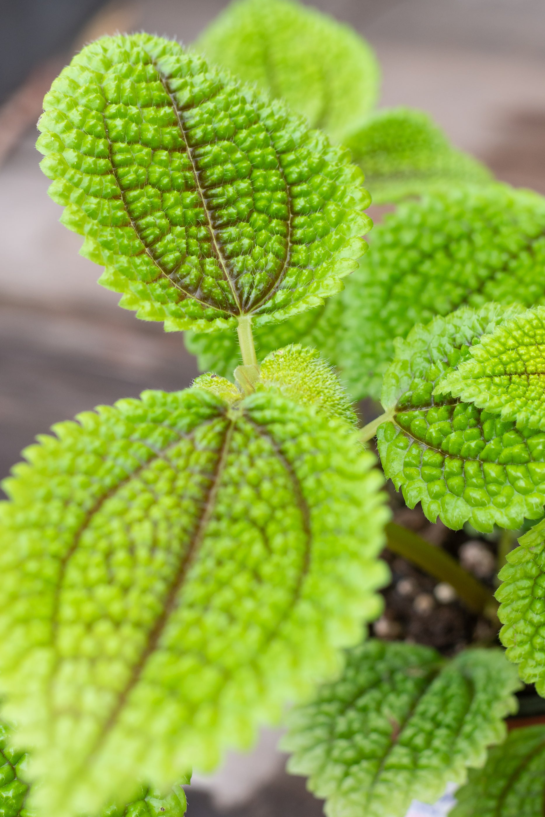 Close up of Pilea 'Moon Valley' leaves