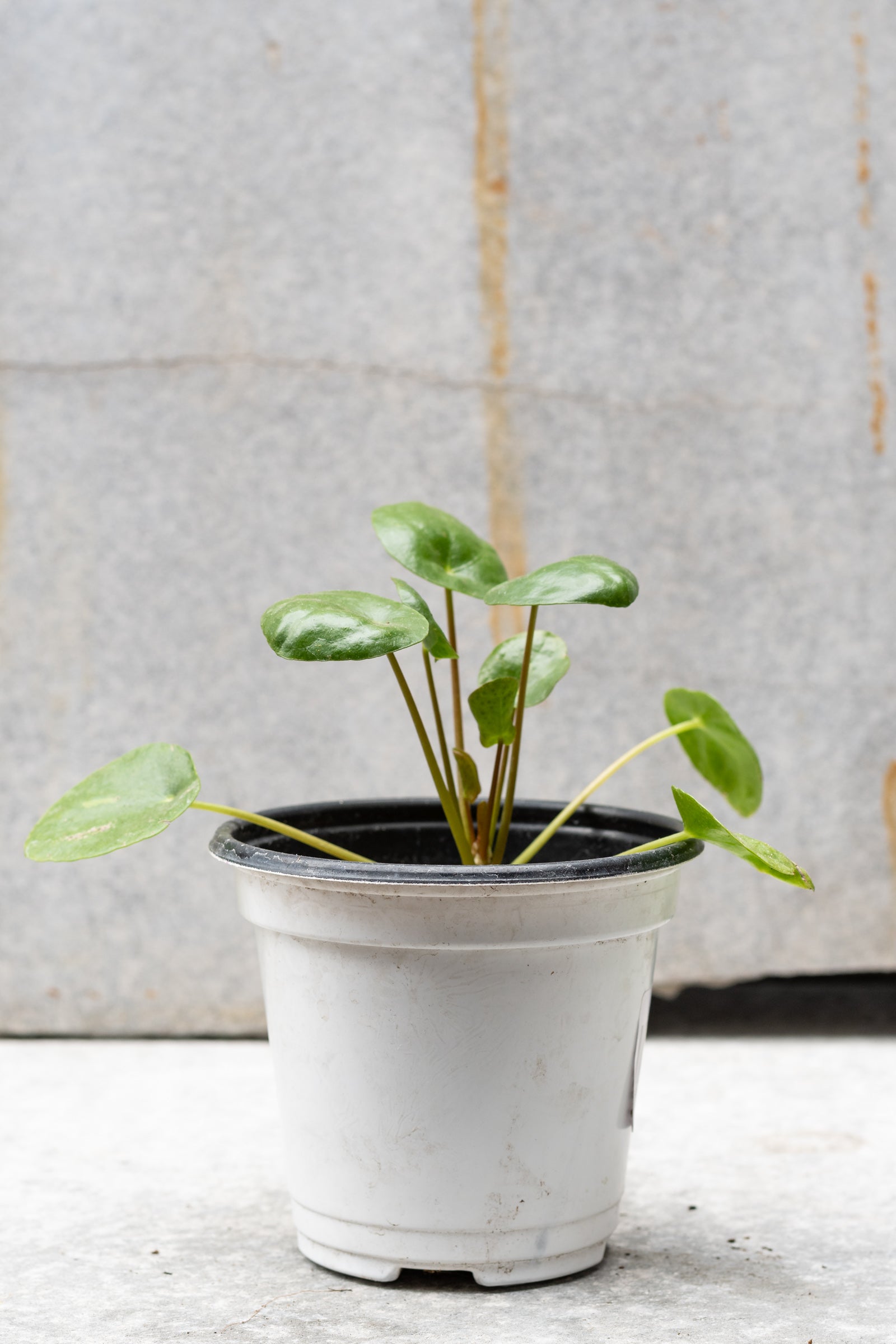 Pilea peperomioides in a 4" growers pot viewed from the side ©Sprout Home