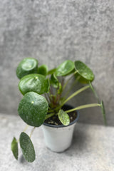 Pilea peperomiodies in a 4" pot against a grey wall.