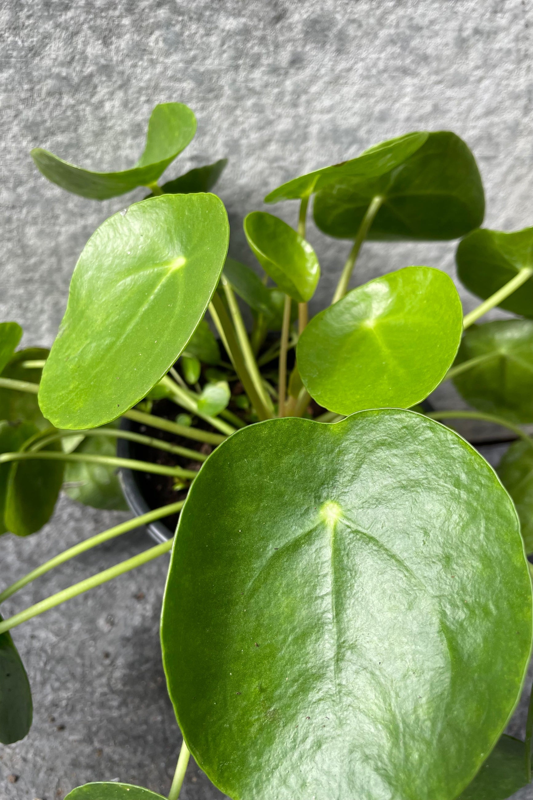 Close up of Pilea peperomiodes leaves ©Sprout Home
