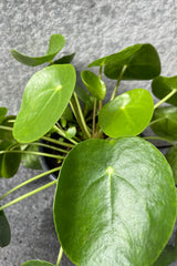 Close up of Pilea peperomiodes leaves