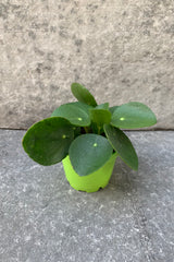 small coin shaped leaf plant in 2.5 inch pot